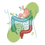 Ultimate Natural Gut Health Guide for Young Adults in Luxembourg (Ages 23–30) Health & Fitness